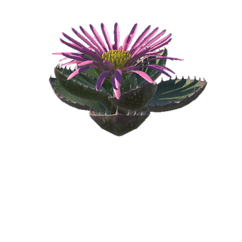 Flower_Faucaria tigrina4 4